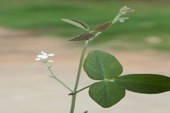 Desmodium scorpiurus